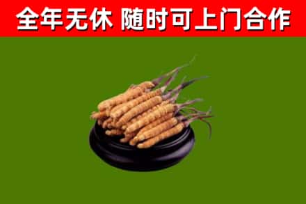 闻喜回收散虫草
