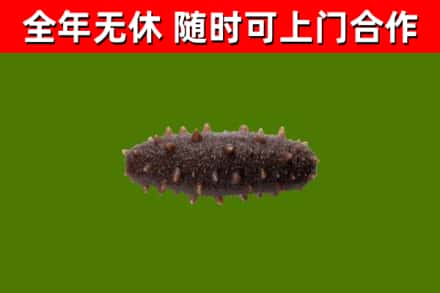 闻喜回收海参干